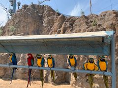 -西霞口神雕山野生动物世界