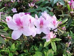 -铁山坪森林公园