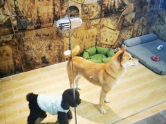 -宠物之家Pets Home 宠物寄养酒店