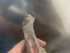 -美联众合动物医院(·中兽医·疑难杂症·严家桥分院)