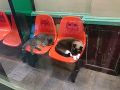 -猫咪博物馆(顶澳仔猫街店)