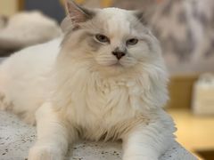 -滚猫咖啡·猫咖·猫友好撸猫(未来城店)