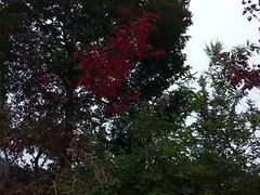 -宁波浙东大竹海景区