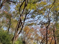 -上海佘山国家森林公园天马山园