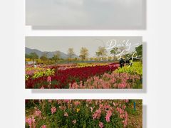 -天适樱花悠乐园