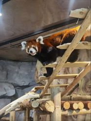 -Zoolung Zoolung动物主题公园(海信广场店)