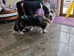 -宠爱国际动物医院·消化内科·心肾内科·ISFM猫友好(望京店)