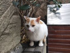 -竹吟山房