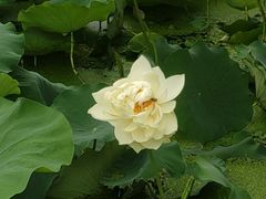 -莲湖公园
