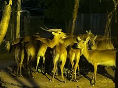 -清迈夜间动物园