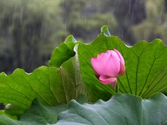 -陈家山荷花公园