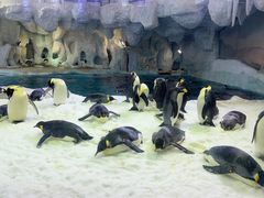 -横琴湾畔餐厅(长隆海洋王国白鲸剧场店)