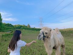 -紫颐香薰山谷景区