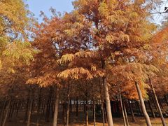 -合肥滨湖国家森林公园