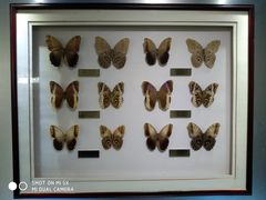 -上海昆虫博物馆