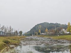 -千年银杏谷文化旅游区