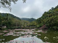 -野象谷景区
