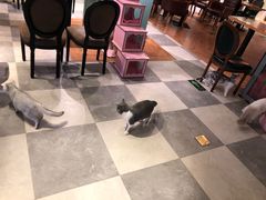 -猫小院猫主题餐厅(三里屯店)