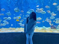 -合肥海洋世界
