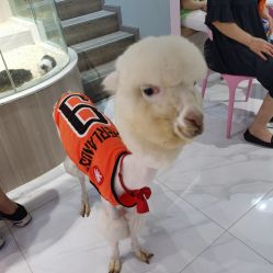 -Moni星球萌宠·小马宝莉·灵蛇·高端高阶全萌宠互动体验俱乐部(红豆国际广场店)