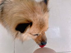 -圣宠动物医院·犬猫专科·影像中心·外科中心