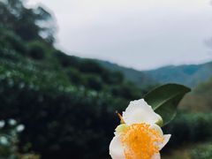 -龙井村