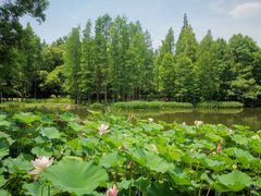 -上海滨江森林公园