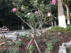 -东莞植物园
