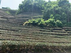 -龙坞茶村
