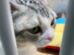 -1013 PET SHOP精品宠物商店(丁香店)