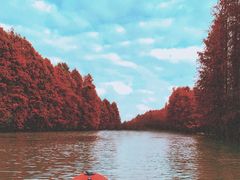 -上海海湾国家森林公园