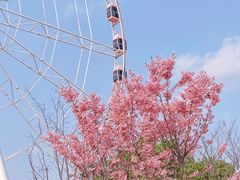 -顾村公园