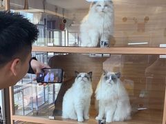 -喵百万·布偶·蓝金金渐层英短·猫舍(百子湾店)