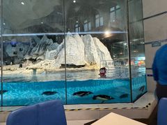 -帝企鹅自助餐厅•儿童岛•真企鹅(长隆企鹅酒店)