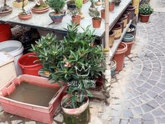 -曲阳花鸟市场(曲阳路店)