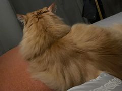 -爱洗澡的猫(望京店)