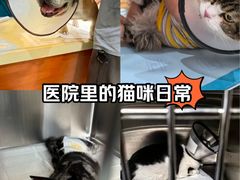 -艾贝尔宠物医院·24H转诊中心·肿瘤猫专科(江宁双龙店)