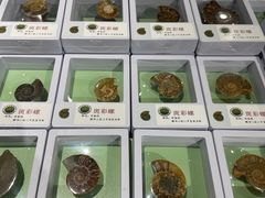 -辽宁古生物博物馆