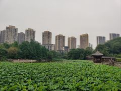 -龙头寺公园