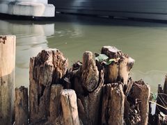 -新江湾城公园