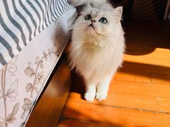 -欣宠猫屋·矮脚拿破仑·蓝金金渐层