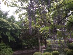 -嘉定紫藤园