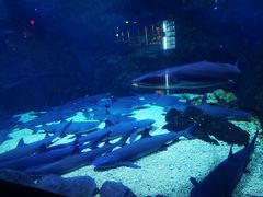 -烟台海昌鲸鲨海洋公园