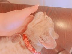 -名猫咖啡馆·撸猫·拼豆