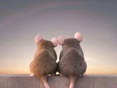 -桂林市花鸟市场