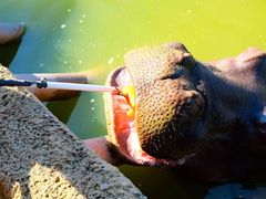-杭州野生动物世界