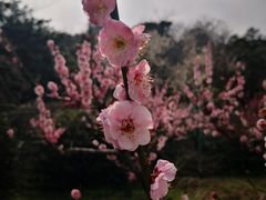 -雨花胜境