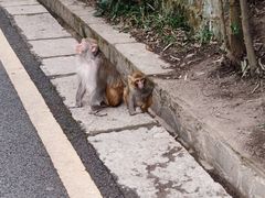 -黔灵山公园