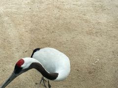 -盐城丹顶鹤湿地生态旅游区