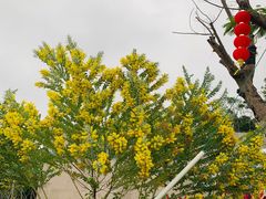 -白石龙音乐公园